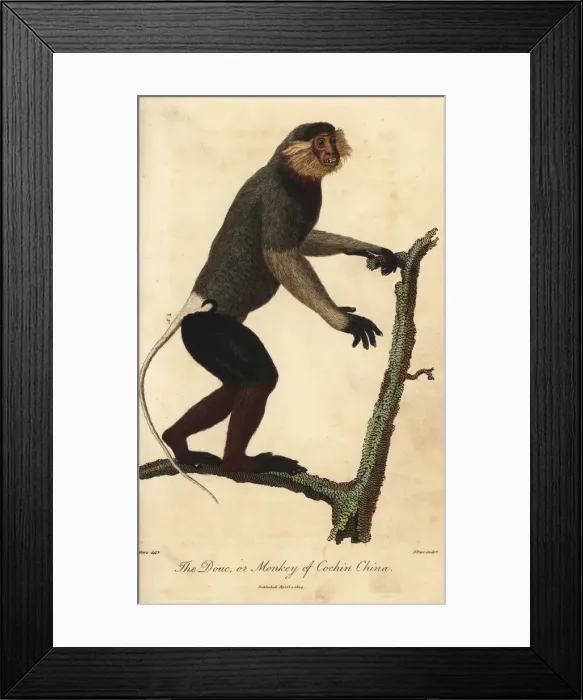 Framed Print : Red-shanked douc, Pygathrix nemaeus, endangered