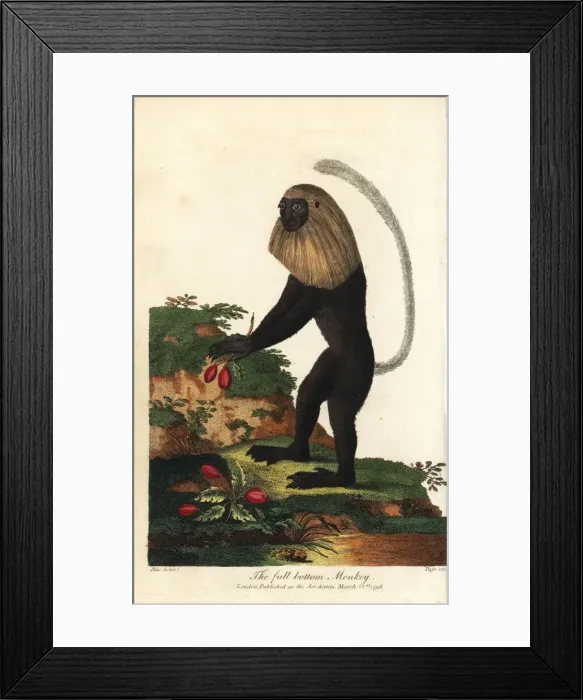 Framed Print : Angola colobus, Colobus angolensis Framed Print : Angola colobus, Colobus angolensis