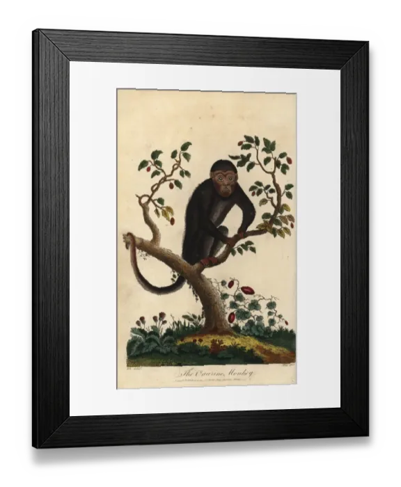 Framed Print : Howler monkey, Alouatta species Framed Print : Howler monkey, Alouatta species