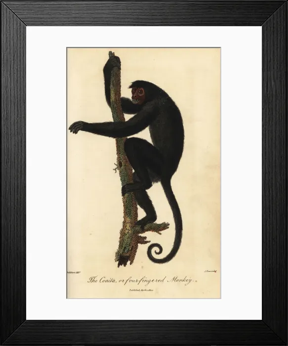 Framed Print : Red-faced spider monkey, Ateles paniscus Framed Print : Red-faced spider monkey, Ateles paniscus