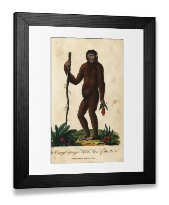 Framed Print : Bornean orangutan, Pongo pygmaeus. Endangered Framed Print : Bornean orangutan, Pongo pygmaeus. Endangered