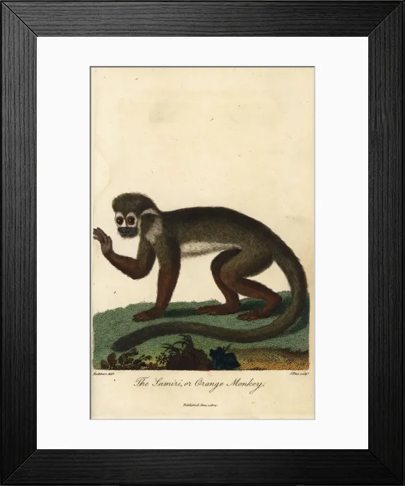 Framed Print : Common squirrel monkey, Saimiri sciureus Framed Print : Common squirrel monkey, Saimiri sciureus