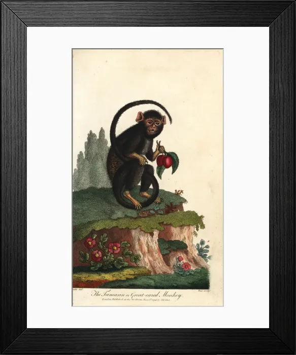 Framed Print : Red-handed tamarin, Saguinus midas Framed Print : Red-handed tamarin, Saguinus midas