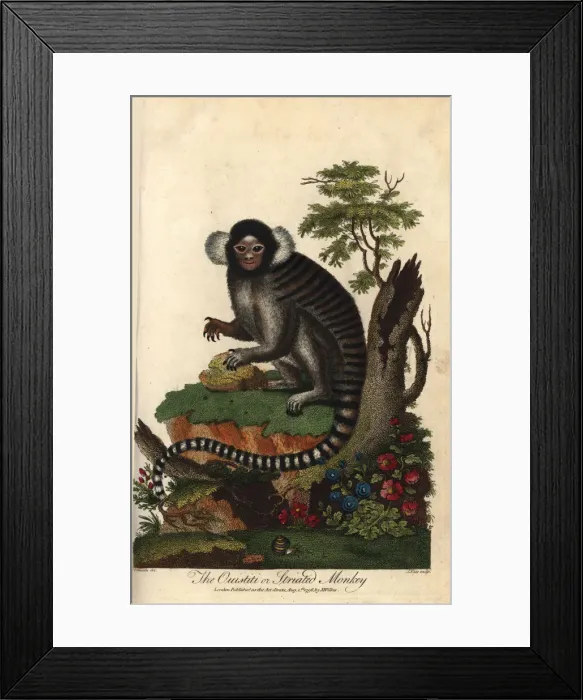 Framed Print : Common marmoset, Callithrix jacchus Framed Print : Common marmoset, Callithrix jacchus
