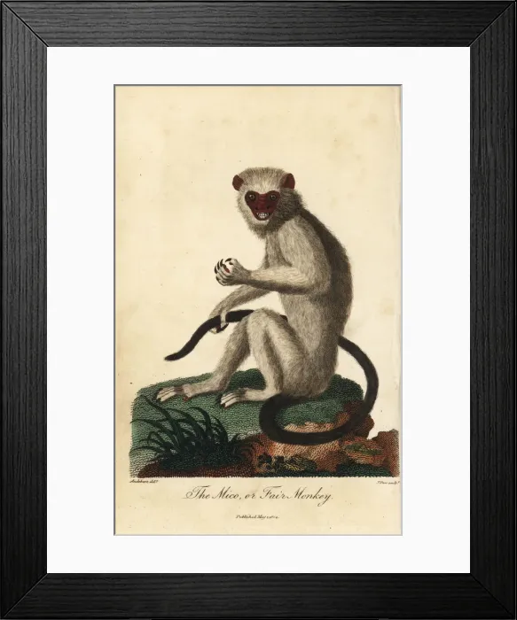 Framed Print : Silvery marmoset, Mico argentatus Framed Print : Silvery marmoset, Mico argentatus