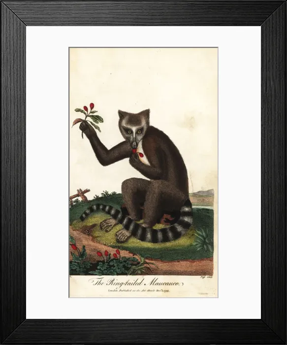 Framed Print : Ring-tailed lemur, Lemur catta, endangered Framed Print : Ring-tailed lemur, Lemur catta, endangered