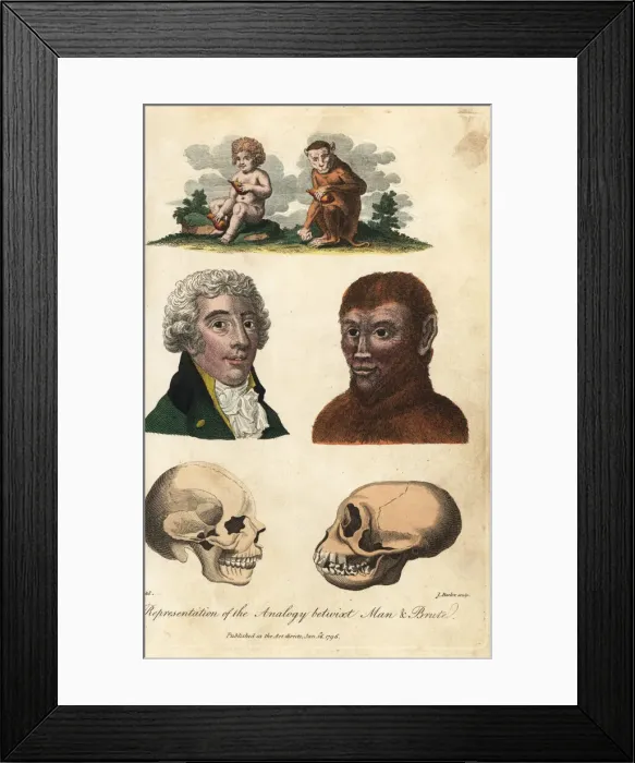 Framed Print : Comparisons of man and ape Framed Print : Comparisons of man and ape