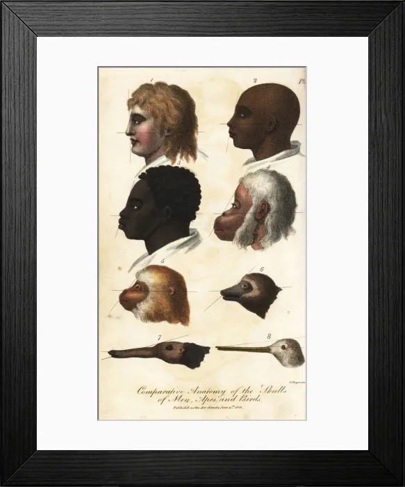 Framed Print : Comparative anatomy of the heads of men, apes and birds Framed Print : Comparative anatomy of the heads of men, apes and birds