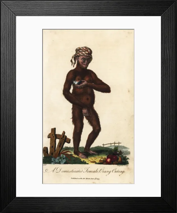 Framed Print : Bornean orangutan, Pongo pygmaeus, female. Endangered Framed Print : Bornean orangutan, Pongo pygmaeus, female. Endangered