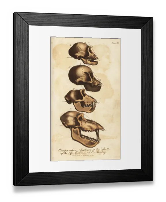 Framed Print : Comparative anatomy of the skulls of the ape Framed Print : Comparative anatomy of the skulls of the ape