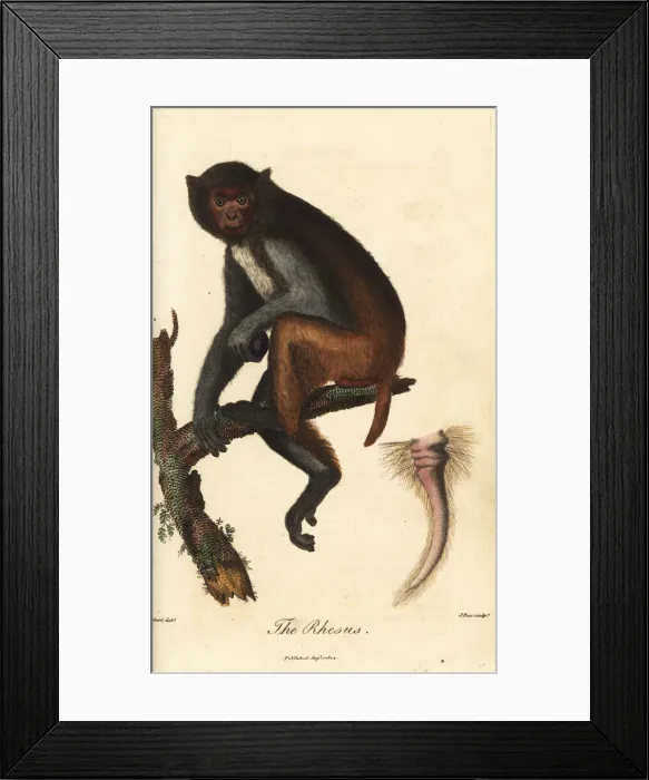 Framed Print : Rhesus macaque, Macaca mulatta Framed Print : Rhesus macaque, Macaca mulatta