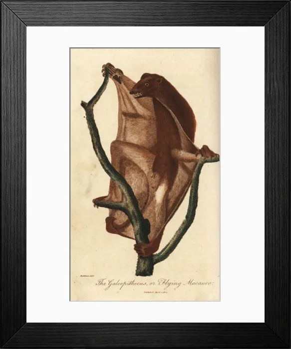 Framed Print : Philippine flying lemur, Cynocephalus volans Framed Print : Philippine flying lemur, Cynocephalus volans