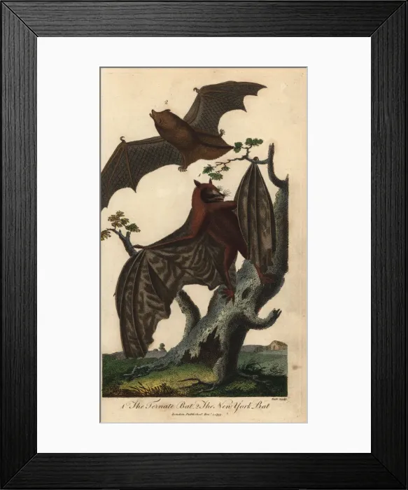 Framed Print : Ternate bat and New York bat Framed Print : Ternate bat and New York bat