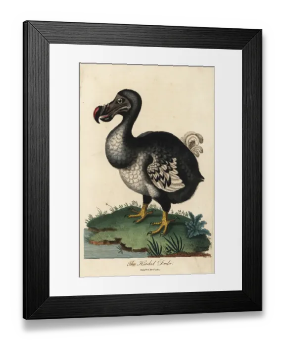 Framed Print : Dodo, Raphus cucullatus, extinct flightless bird Framed Print : Dodo, Raphus cucullatus, extinct flightless bird