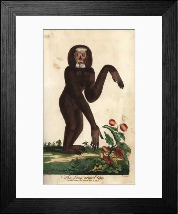Framed Print : Agile gibbon, Hylobates agilis, endangered Framed Print : Agile gibbon, Hylobates agilis, endangered