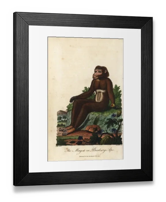Framed Print : Barbary macaque, Macaca sylvanus, endangered Framed Print : Barbary macaque, Macaca sylvanus, endangered