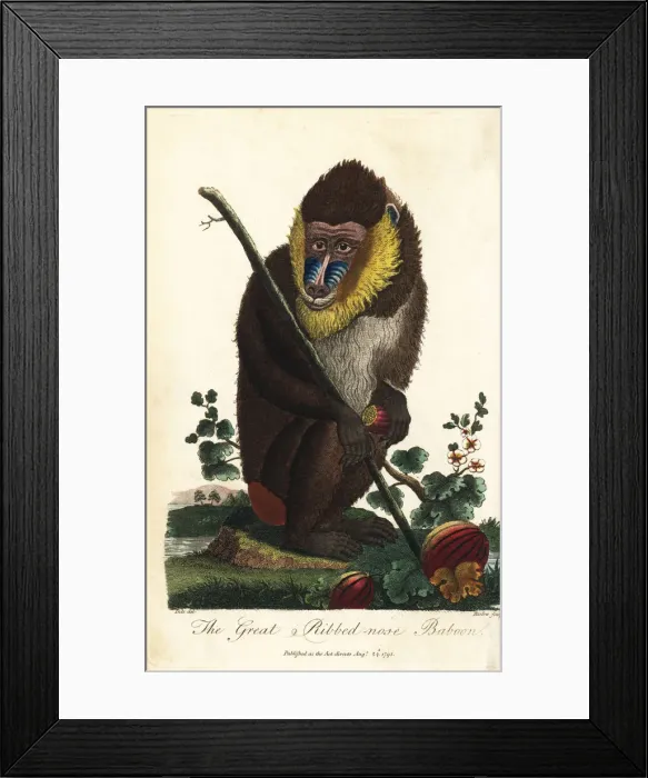 Framed Print : Mandrill, Mandrillus sphinx, male Framed Print : Mandrill, Mandrillus sphinx, male