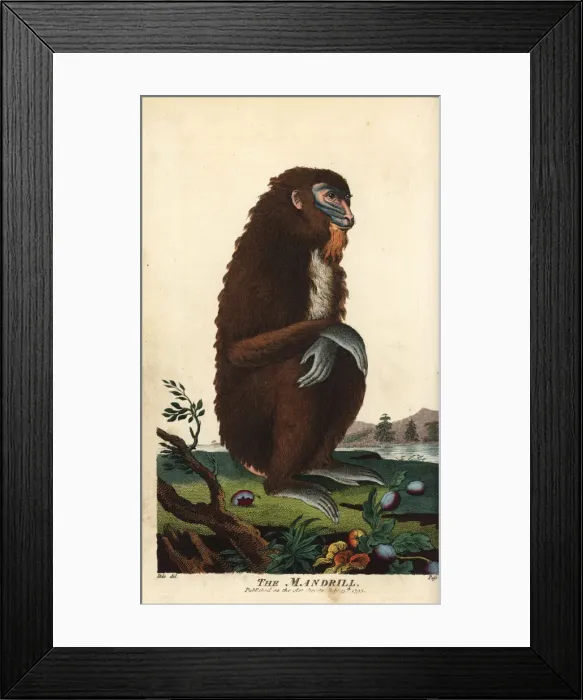 Framed Print : Mandrill, Mandrillus sphinx, female Framed Print : Mandrill, Mandrillus sphinx, female