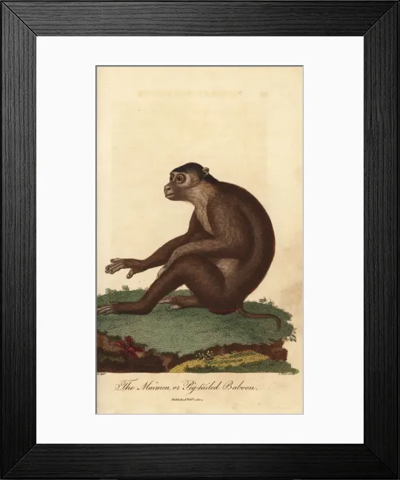 Framed Print : Southern pig-tailed macaque, Macaca nemestrina Framed Print : Southern pig-tailed macaque, Macaca nemestrina