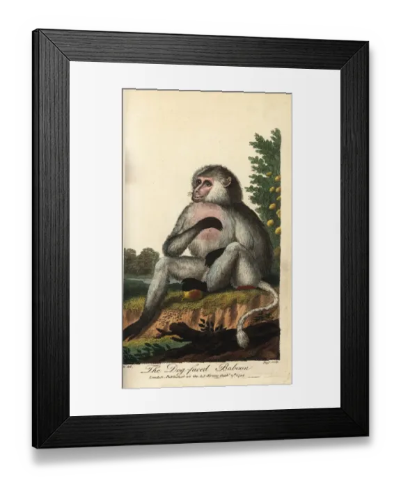 Framed Print : Yellow baboon, Papio cynocephalus Framed Print : Yellow baboon, Papio cynocephalus