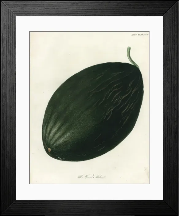 Framed Print : Winter melon or Valencia melon, Cucumis melo Framed Print : Winter melon or Valencia melon, Cucumis melo
