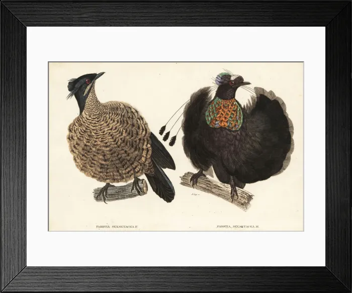 Framed Print : Western or Arfak parotia, Parotia sefilata Framed Print : Western or Arfak parotia, Parotia sefilata