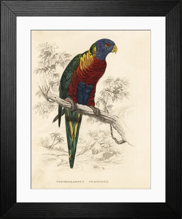 Framed Print : Rainbow lorikeet, Trichoglossus haematodus Framed Print : Rainbow lorikeet, Trichoglossus haematodus