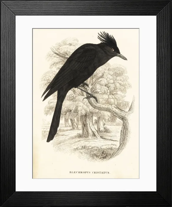 Framed Print : Crested black tyrant, Knipolegus lophotes Framed Print : Crested black tyrant, Knipolegus lophotes