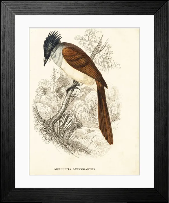 Framed Print : Asian paradise-flycatcher, Terpsiphone paradisi leucogaster Framed Print : Asian paradise-flycatcher, Terpsiphone paradisi leucogaster
