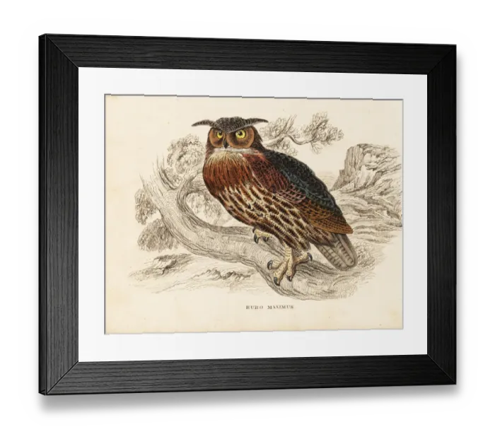 Framed Print : Eurasian eagle-owl, Bubo bubo Framed Print : Eurasian eagle-owl, Bubo bubo