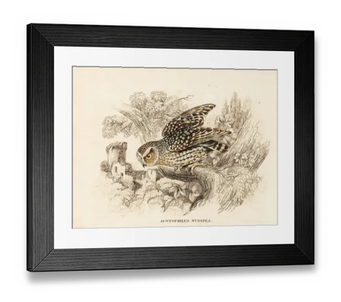 Framed Print : Bare-legged owl, Margarobyas lawrencii Framed Print : Bare-legged owl, Margarobyas lawrencii