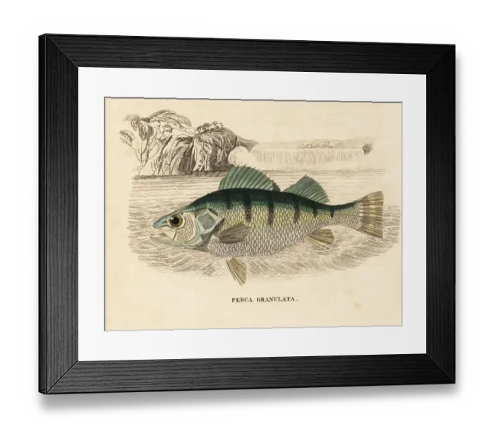 Framed Print : Yellow perch, Perca flavescens
