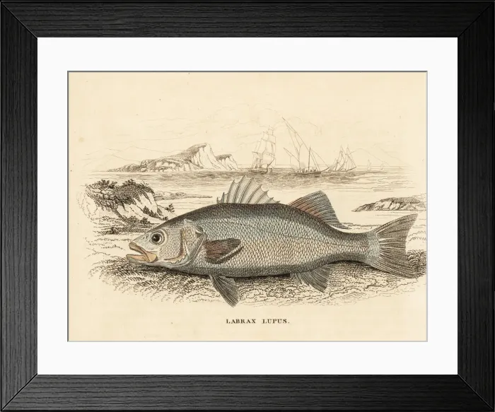 Framed Print : Seabass, Dicentrarchus labrax Framed Print : Seabass, Dicentrarchus labrax