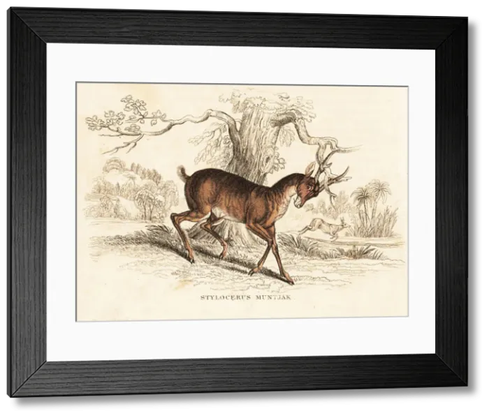 Framed Print : Indian muntjac, Muntiacus muntjak Framed Print : Indian muntjac, Muntiacus muntjak