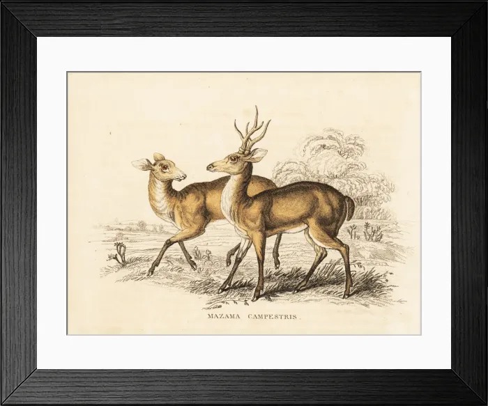 Framed Print : Pampas deer, Ozotoceros bezoarticus Framed Print : Pampas deer, Ozotoceros bezoarticus