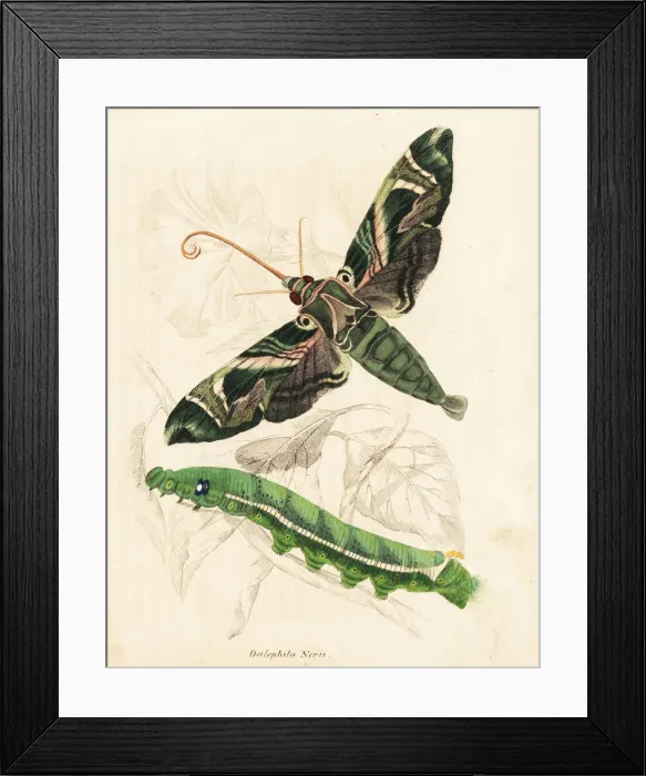 Framed Print : Oleander hawkmoth, Daphnis nerii Framed Print : Oleander hawkmoth, Daphnis nerii