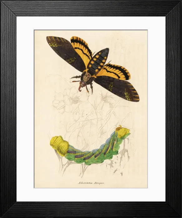 Framed Print : Deaths Head hawk moth, Acherontia atropos Framed Print : Deaths Head hawk moth, Acherontia atropos
