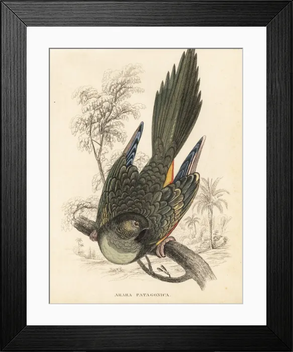 Framed Print : Burrowing parrot, Cyanoliseus patagonus Framed Print : Burrowing parrot, Cyanoliseus patagonus