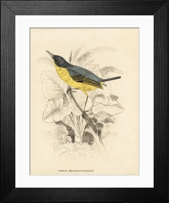 Framed Print : Common tody-flycatcher, Todirostrum cinereum Framed Print : Common tody-flycatcher, Todirostrum cinereum