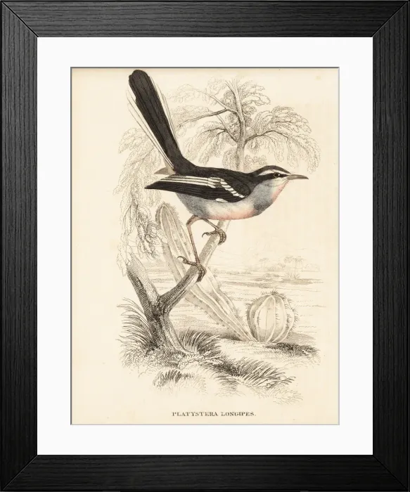 Framed Print : Fairy flycatcher, Stenostira scita Framed Print : Fairy flycatcher, Stenostira scita