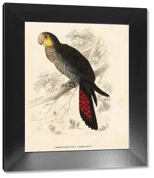 Glossy black cockatoo, Calyptorhynchus lathami