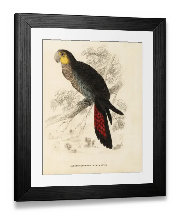 Framed Print : Glossy black cockatoo, Calyptorhynchus lathami Framed Print : Glossy black cockatoo, Calyptorhynchus lathami