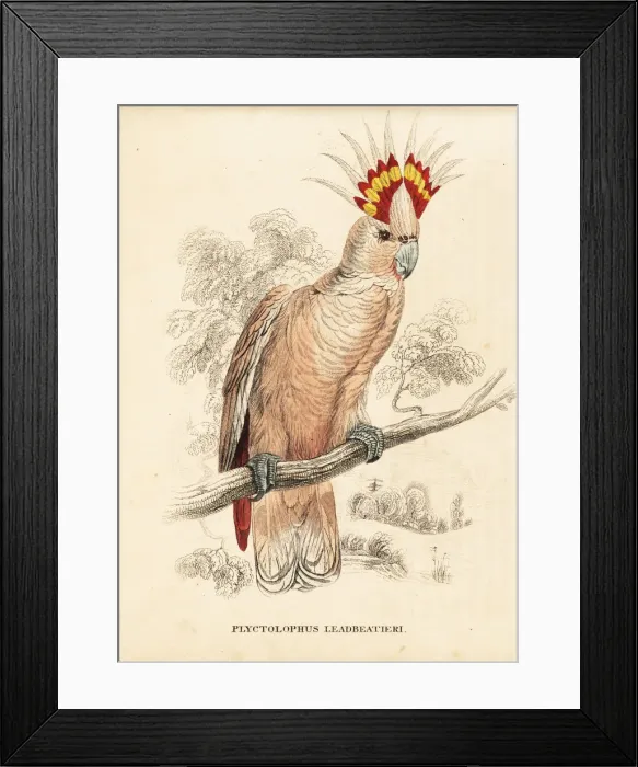 Framed Print : Major Mitchells cockatoo, Lophochroa leadbeateri Framed Print : Major Mitchells cockatoo, Lophochroa leadbeateri