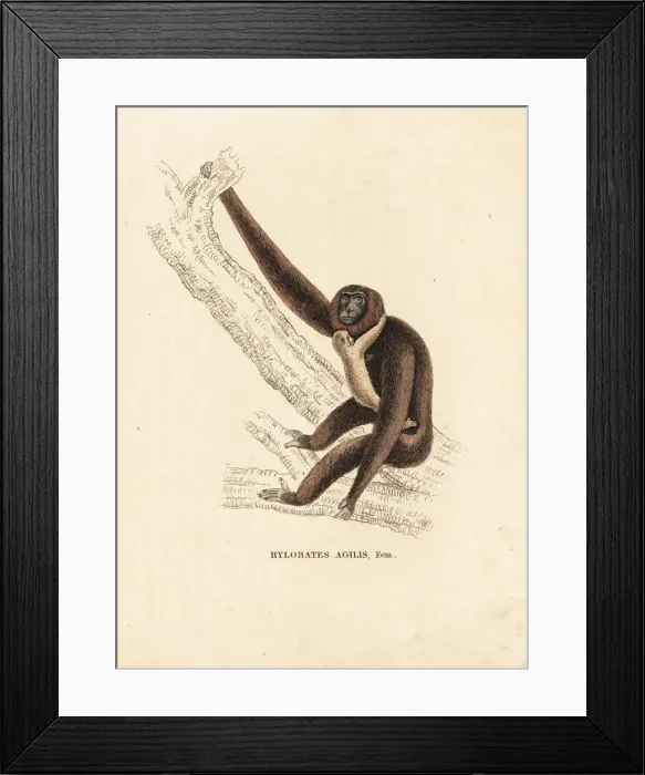 Framed Print : Agile gibbon, Hylobates agilis. Endangered Framed Print : Agile gibbon, Hylobates agilis. Endangered