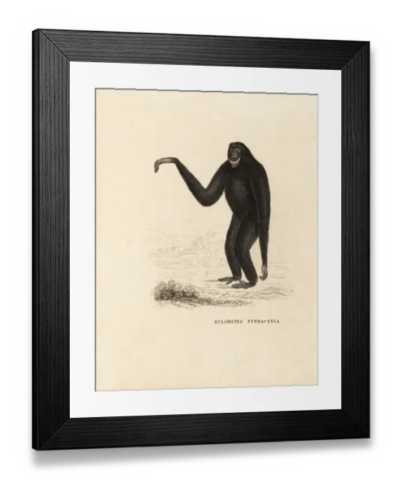 Framed Print : Siamang, Symphalangus syndactylus. Endangered Framed Print : Siamang, Symphalangus syndactylus. Endangered