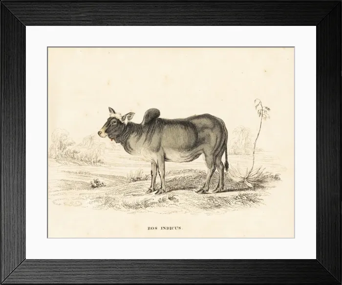 Framed Print : Zebu or humped cattle, Bos primigenius indicus Framed Print : Zebu or humped cattle, Bos primigenius indicus