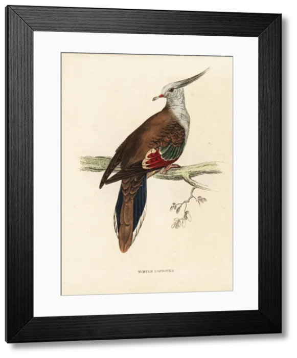 Framed Print : Crested pigeon, Ocyphaps lophotes