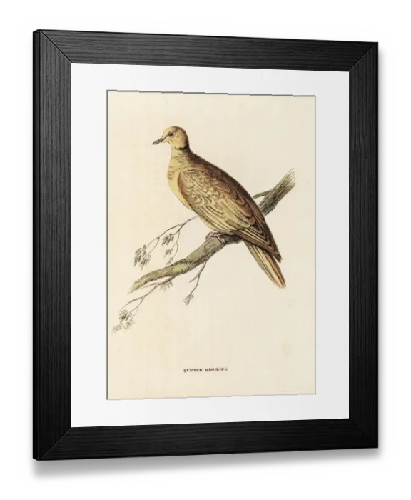 Framed Print : African collared-dove (ringed), Streptopelia Framed Print : African collared-dove (ringed), Streptopelia