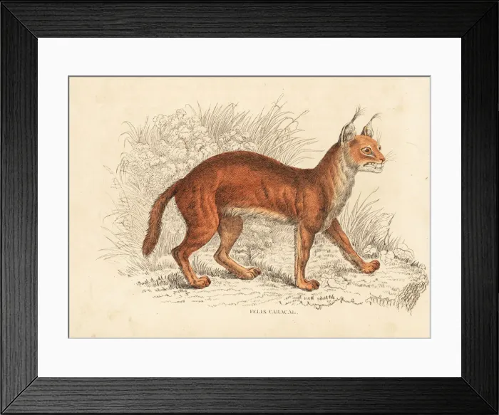 Framed Print : Caracal, Caracal caracal Framed Print : Caracal, Caracal caracal