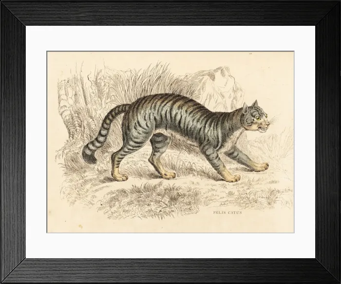 Framed Print : Domestic cat, Felis catus Framed Print : Domestic cat, Felis catus